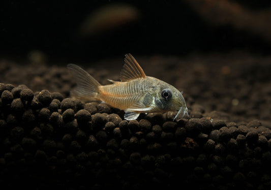 Blue Cory Catfish