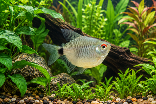 Balloon Red Eye Tetra