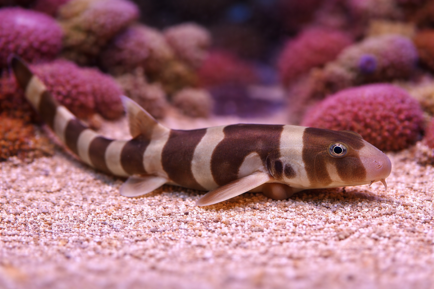 Bamboo Shark