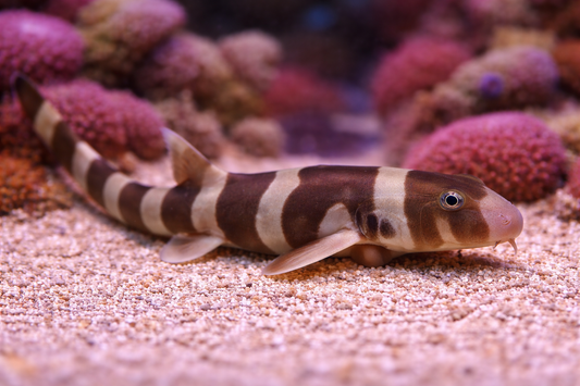 Bamboo Shark