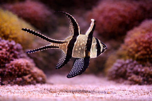 Black and white striped fish swimming in an aquarium with coral