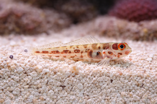 Barnacle Blenny