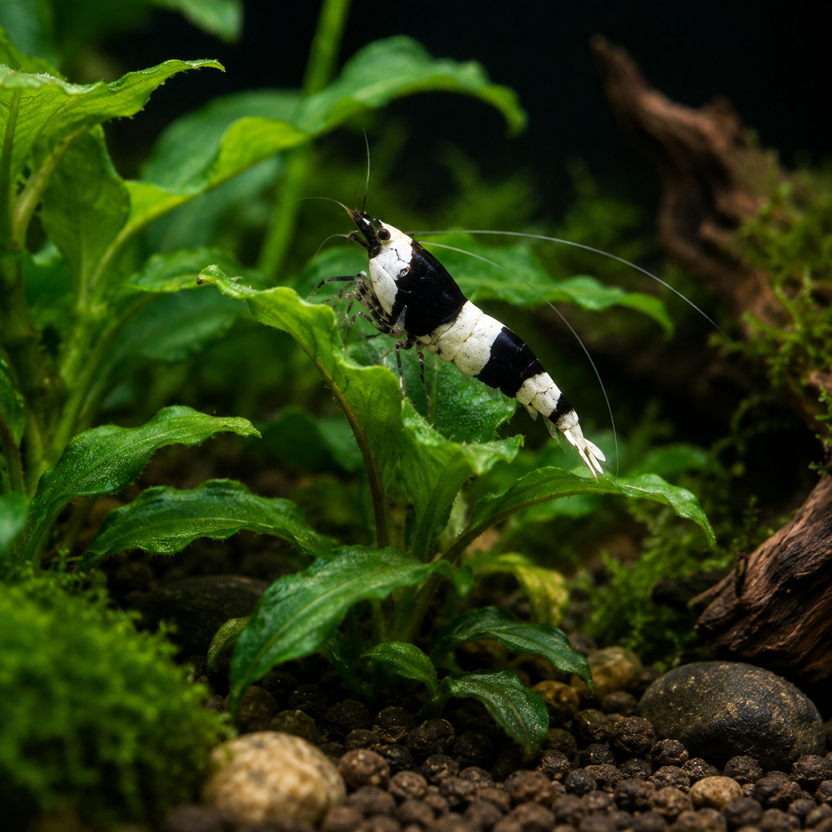A black and white striped shrimp swimming among green aquatic plants in a aquarium setup with pebbles and driftwood.