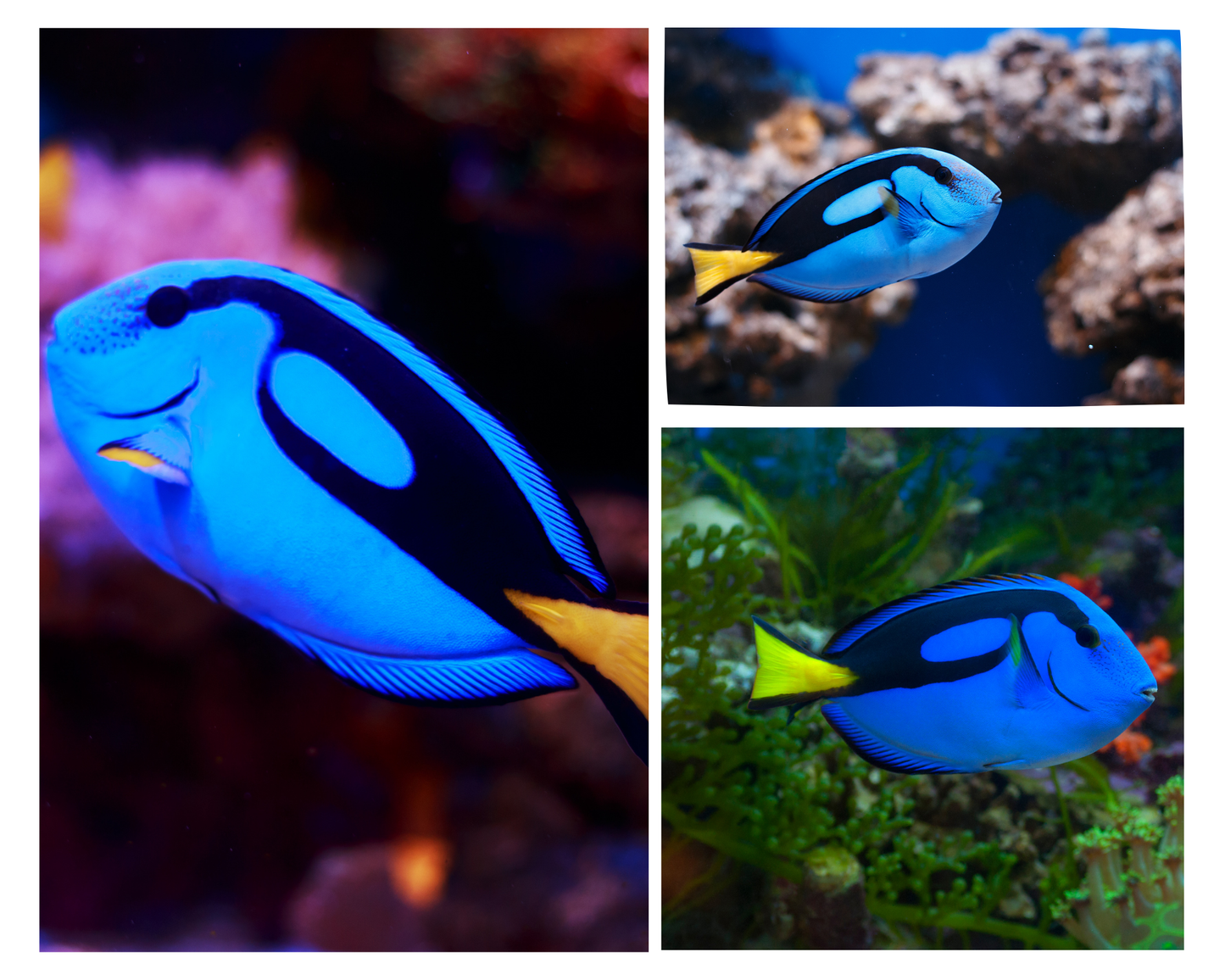 Blue Tang (RS)