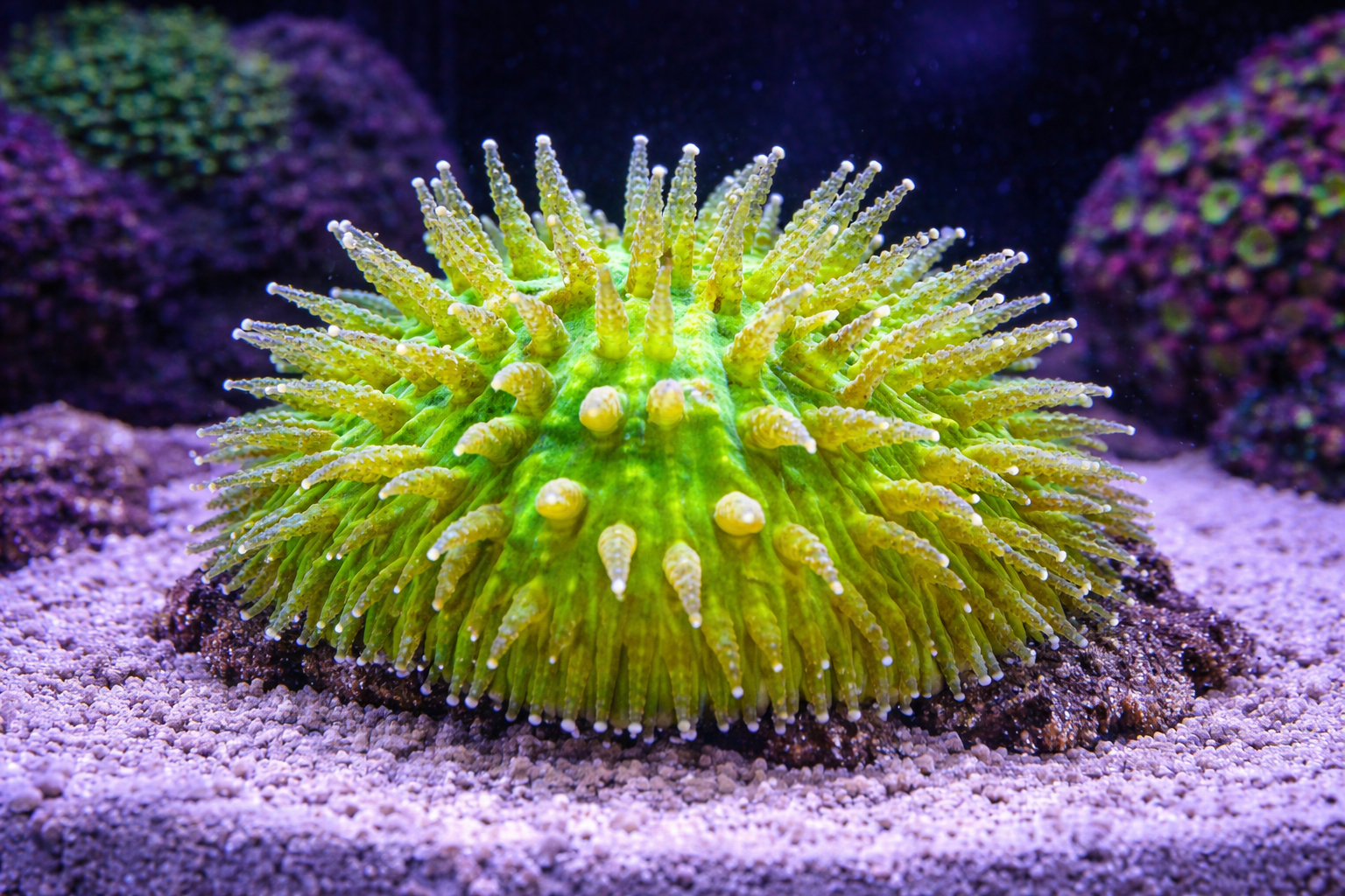 BiColor Green Helmet Fungia