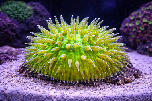 BiColor Green Helmet Fungia
