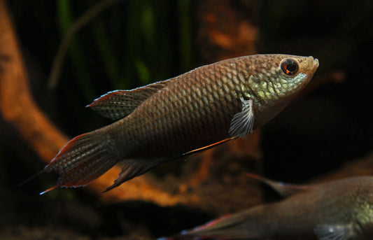 Black Paradise Gourami
