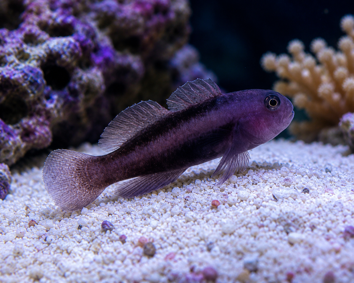 Black Clown Goby (Gobiodon strangulatus)