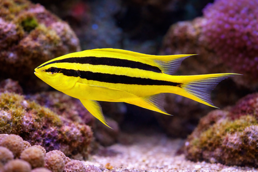 Black & Gold Chromis
