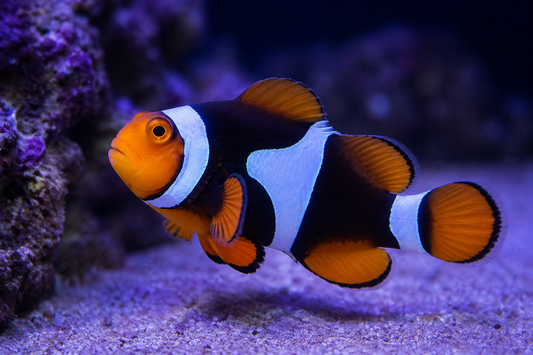 Black Onyx Clownfish