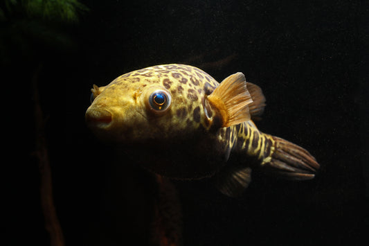 Giant Spot Bangkok Puffer