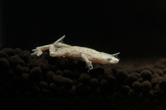 Blonde African Dwarf Frog