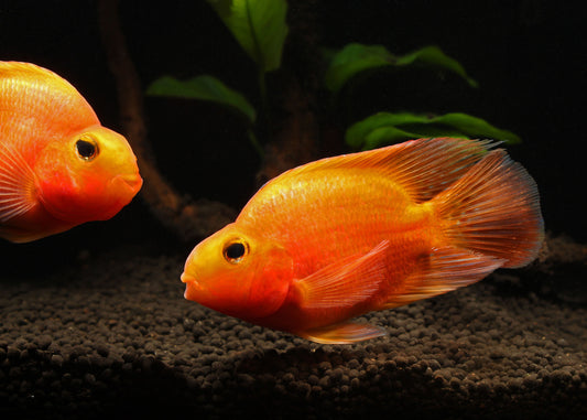 Blood Parrot Cichlid