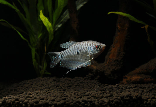 Blue Gourami