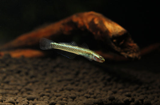 Stiphodon atropurpureus "Blue Neon Goby"