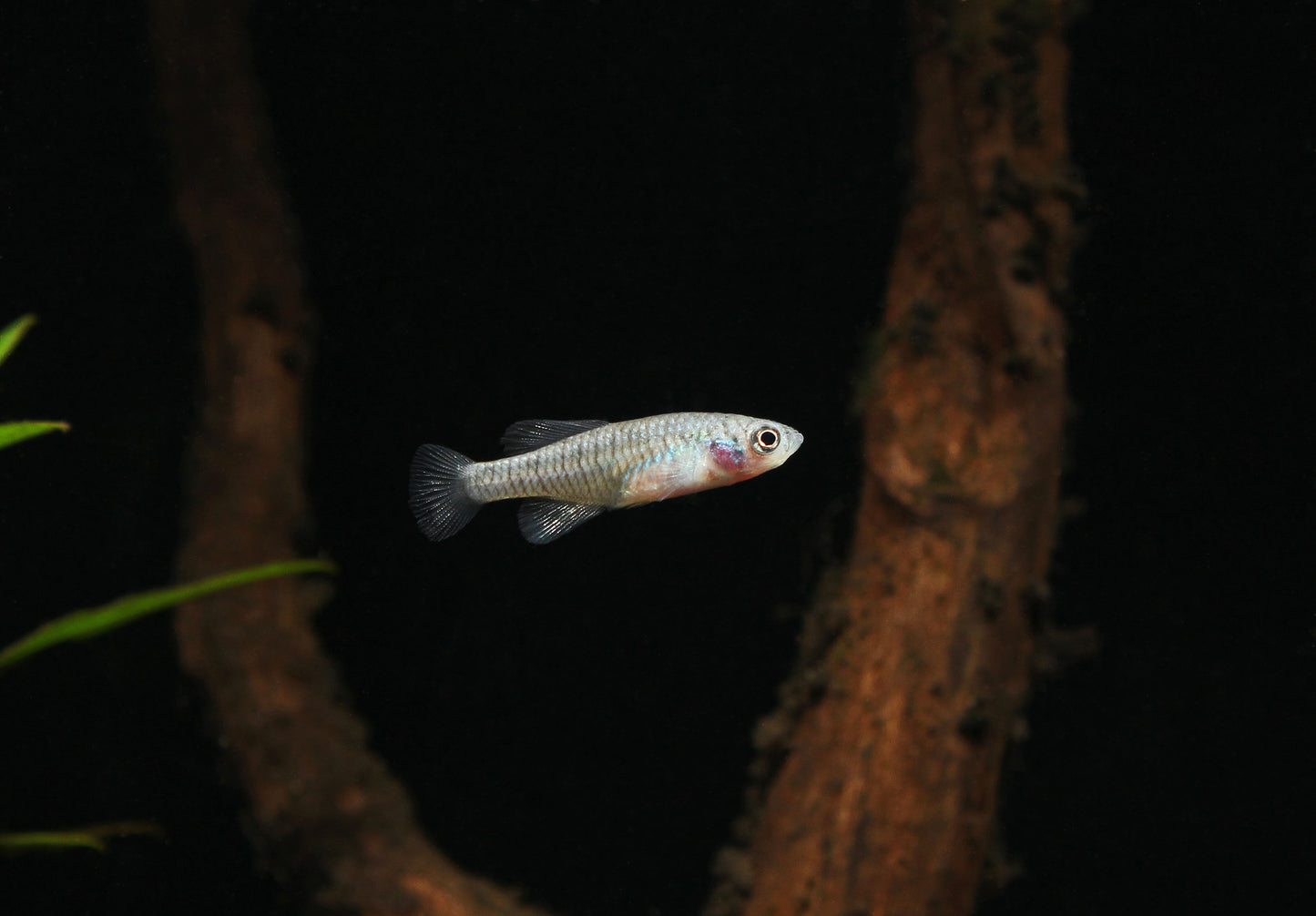 Nothobranchius Patricia "Blue Notho" Killifish Pair