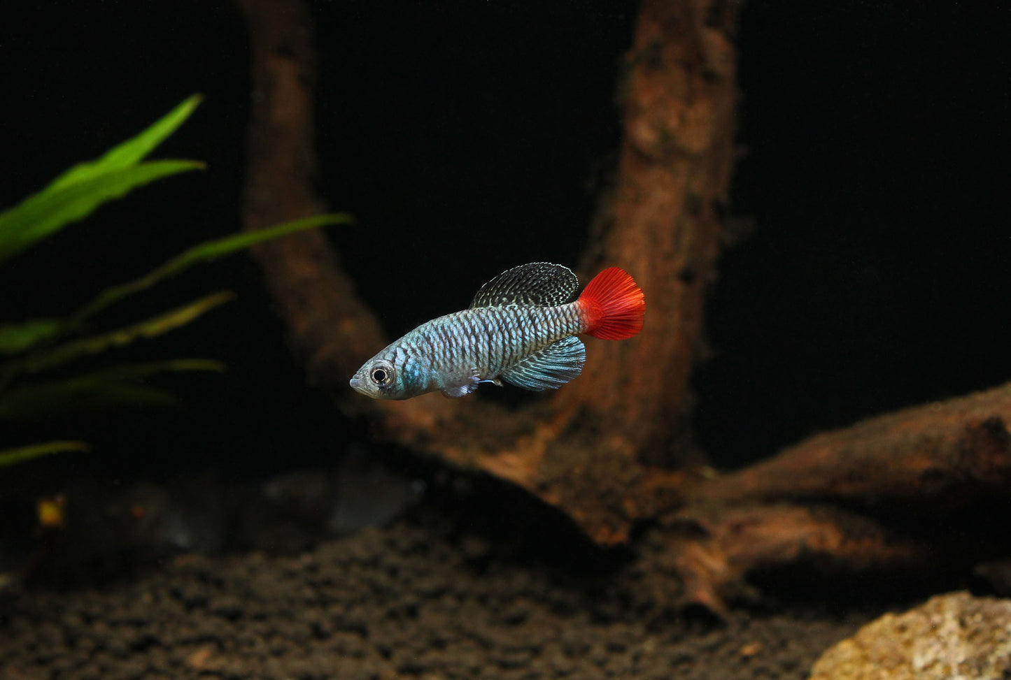 Nothobranchius Patricia "Blue Notho" Killifish Pair