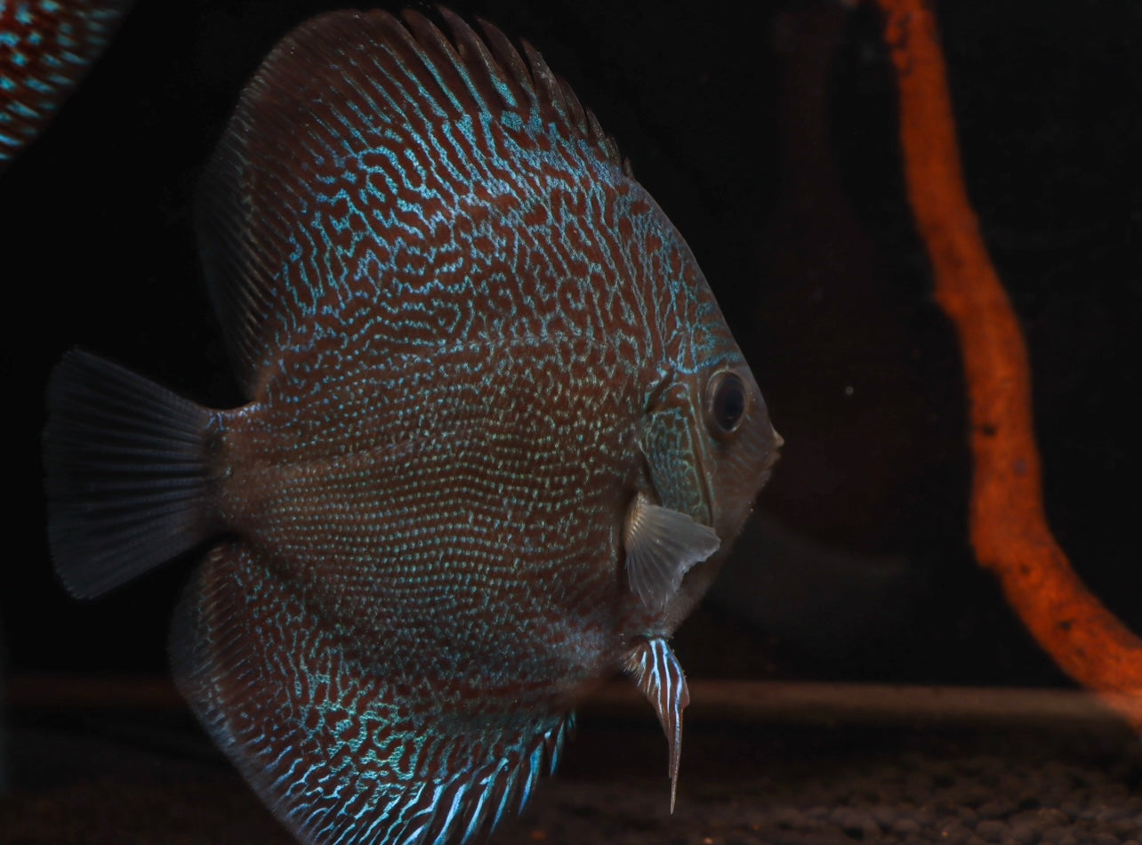 Blue Snakeskin Discus