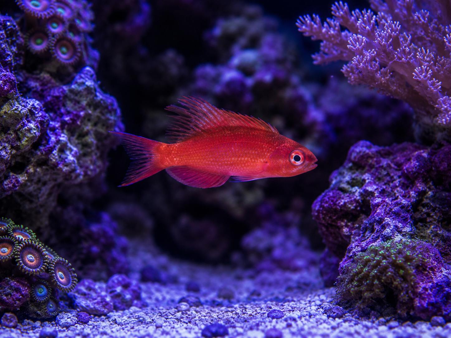 Blue Flasher Wrasse