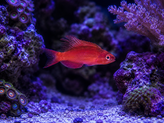 Blue Flasher Wrasse