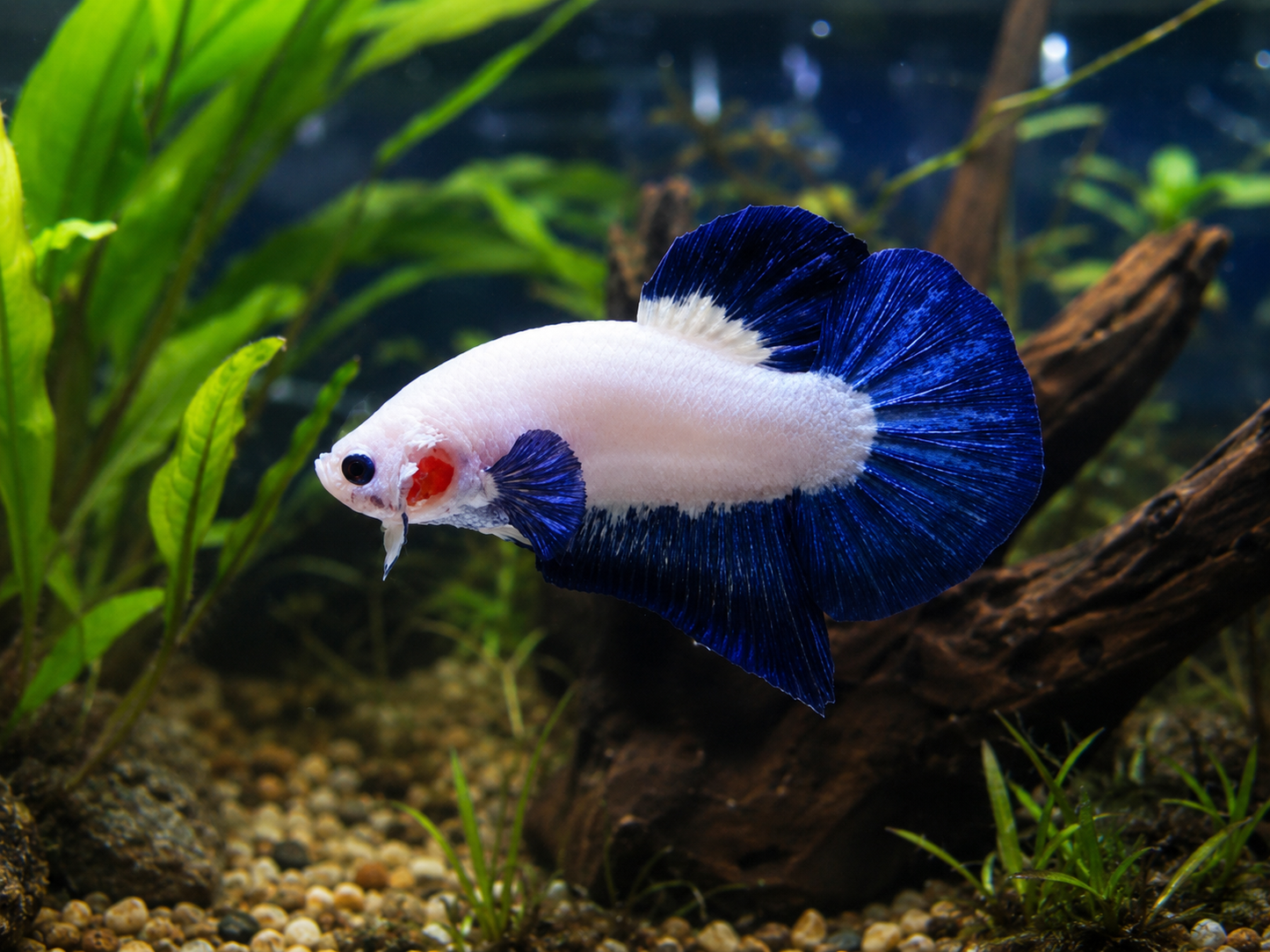A blue and white betta fish swims gracefully in a planted aquarium with green aquatic plants, gravel substrate, and driftwood.