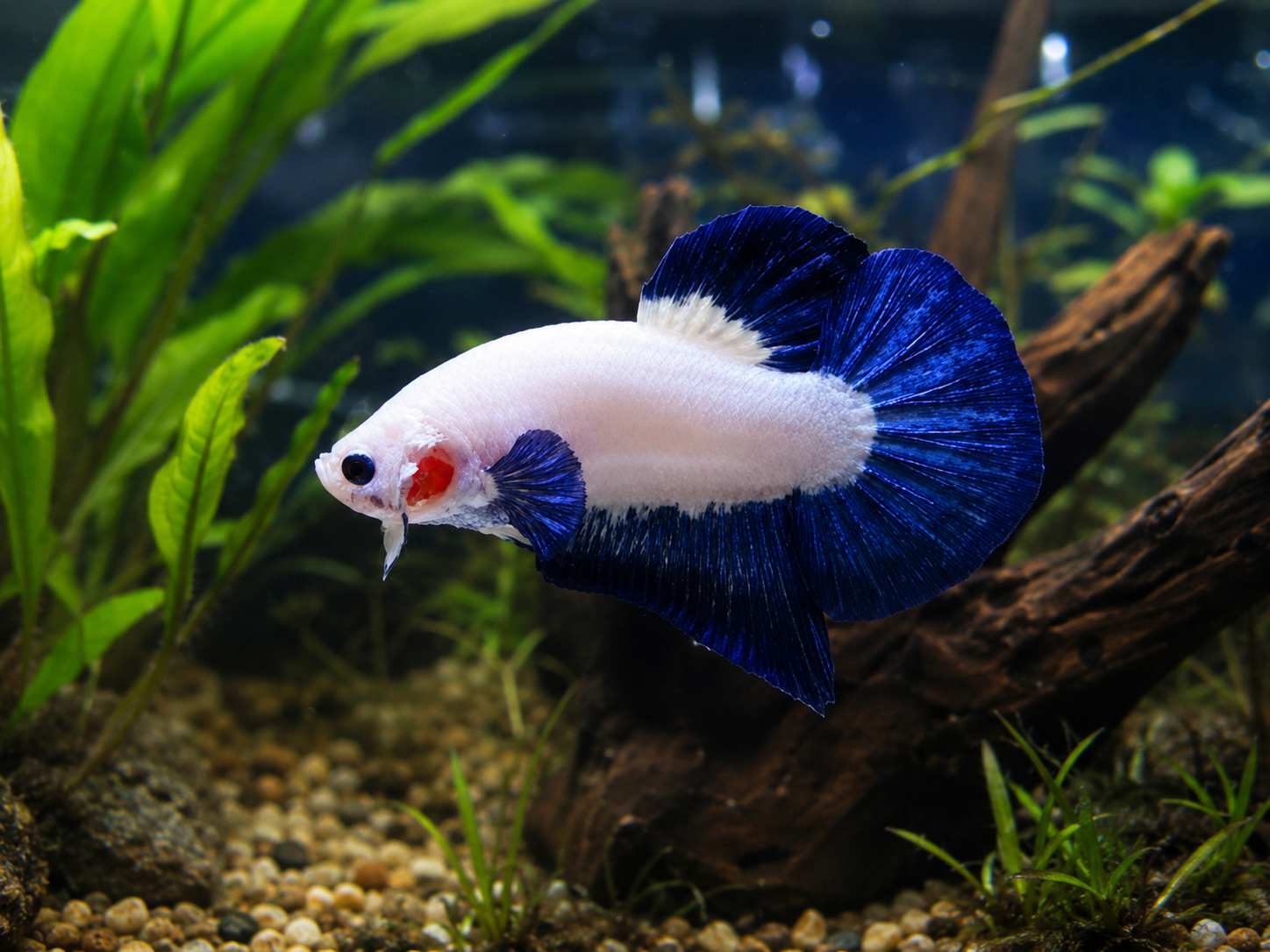 A blue and white betta fish swims gracefully in a planted aquarium with green aquatic plants, gravel substrate, and driftwood.
