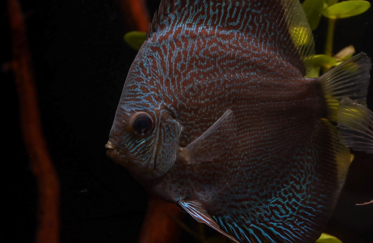 Blue Snakeskin Discus