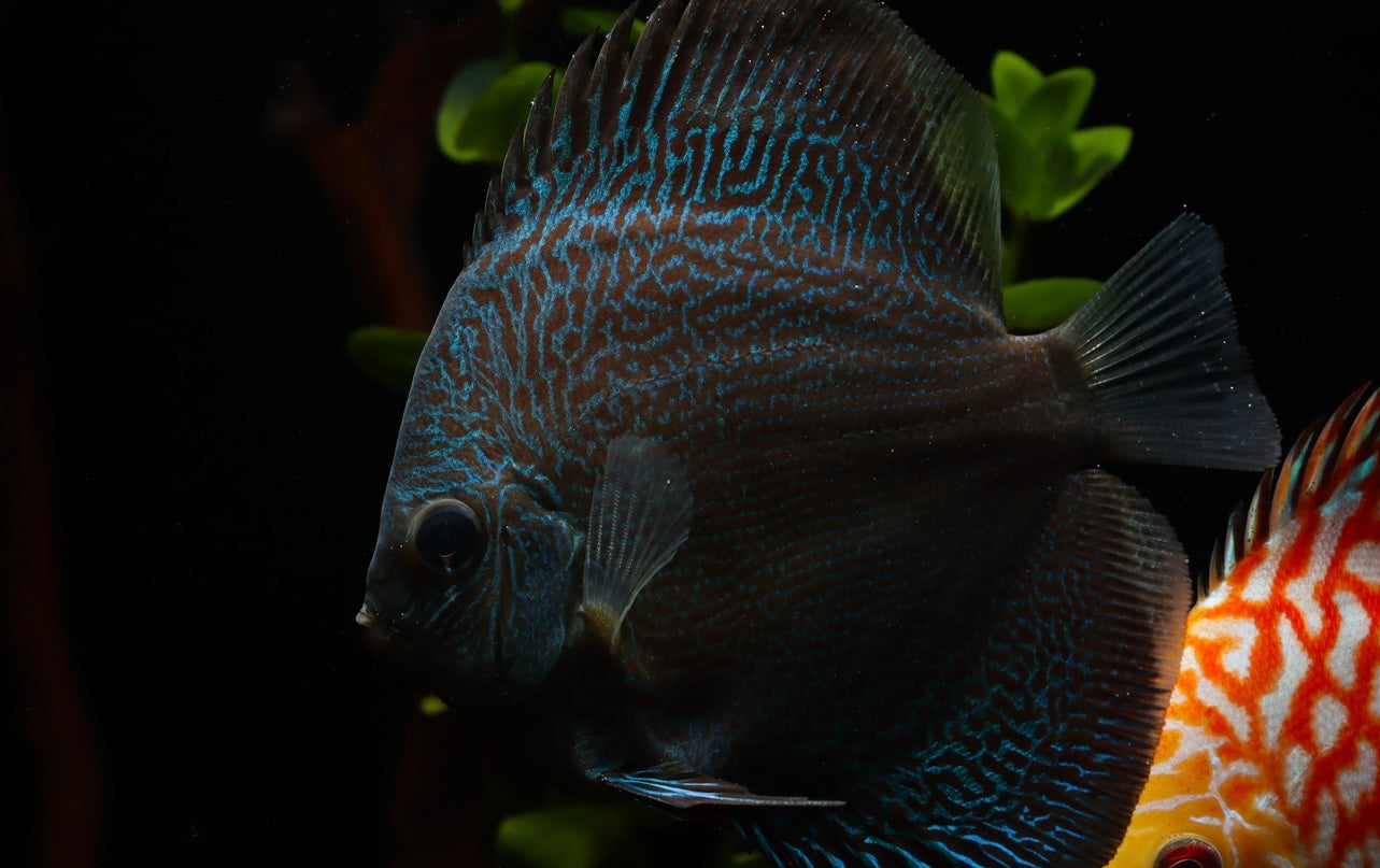 Blue Snakeskin Discus