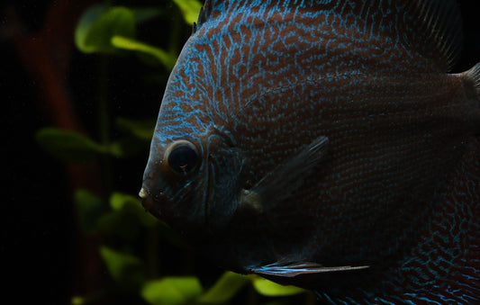A close-up image of a blue discus fish with a snorkeler in the background.