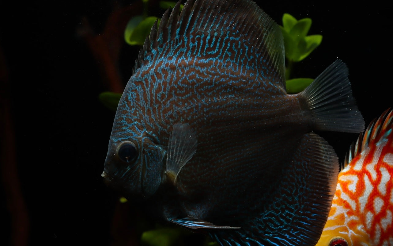Blue Snakeskin Discus