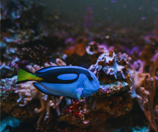 Blue Tang