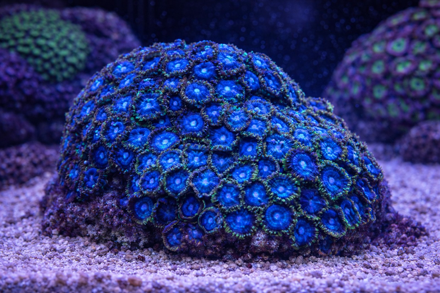 Blue Zoa