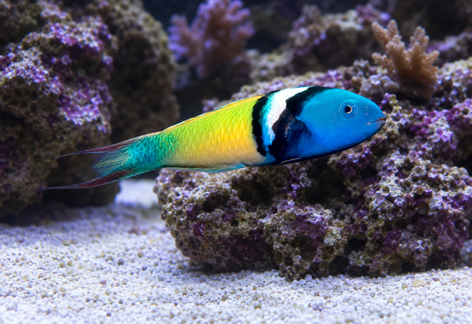 A vibrant tropical fish with a blue head, black and white band, and yellow-green body swimming in front of purple coral and white sand.