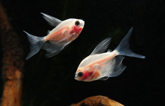 Blushing White Tetra