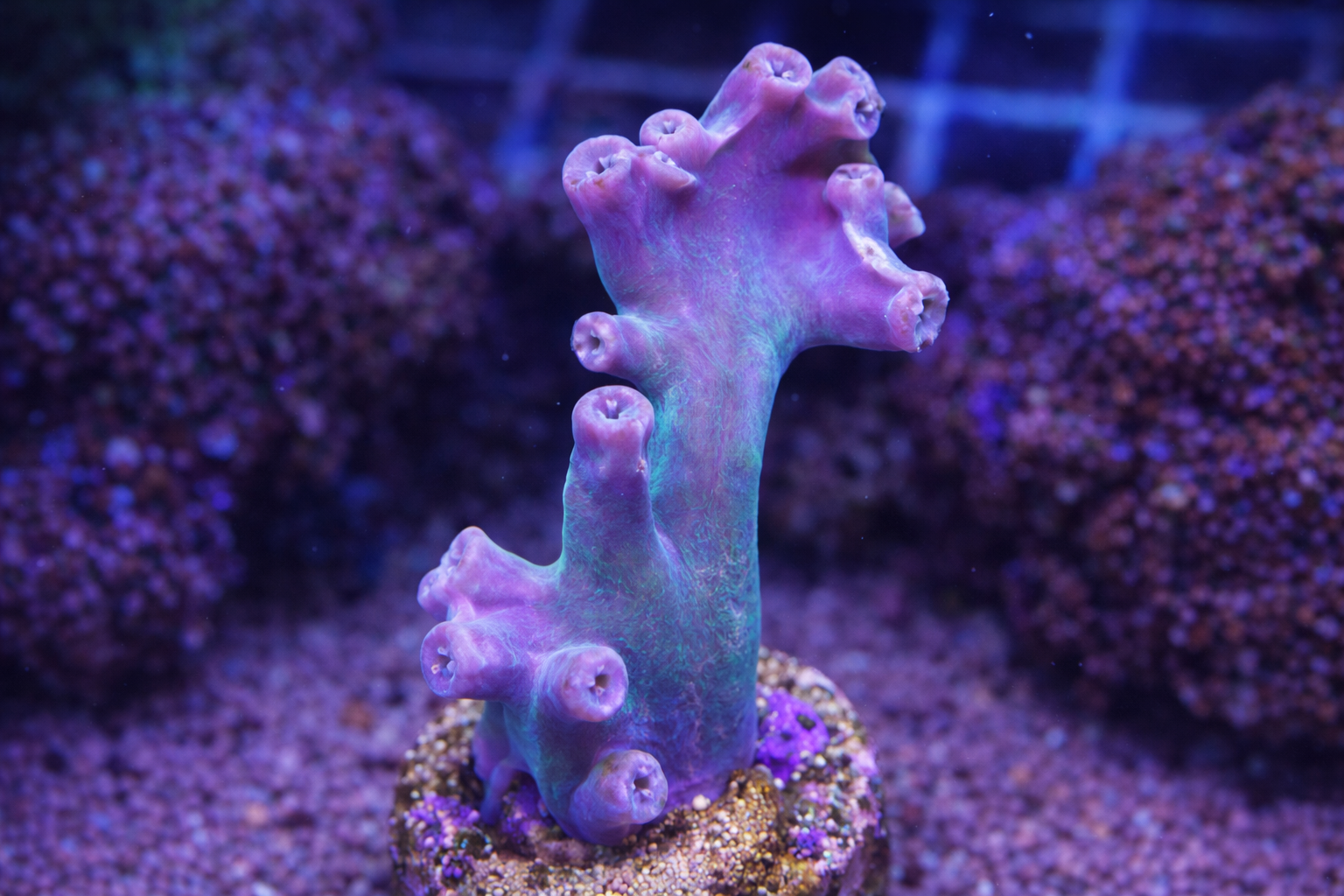 Branching Turbinaria