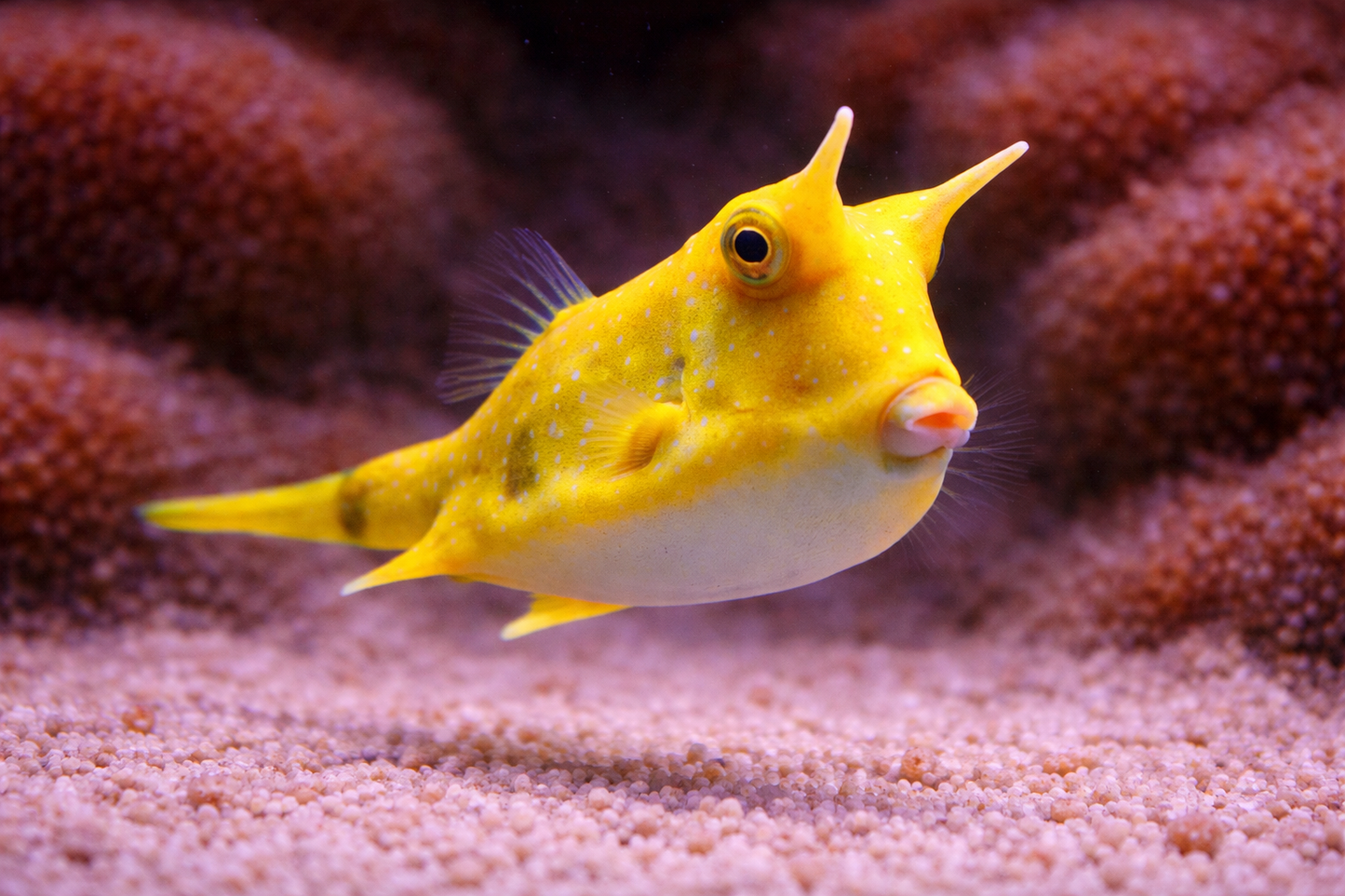 Cowfish