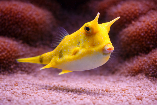 Cowfish