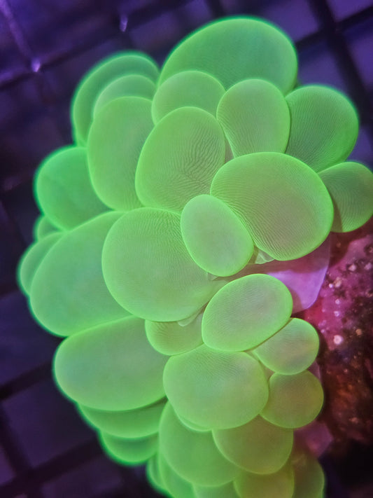 Bubble Coral Green Metalic