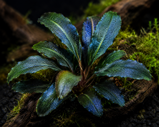 Bucephalandra Titan