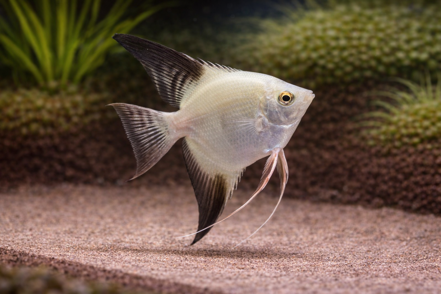 Bulgarian Seal Point Angelfish