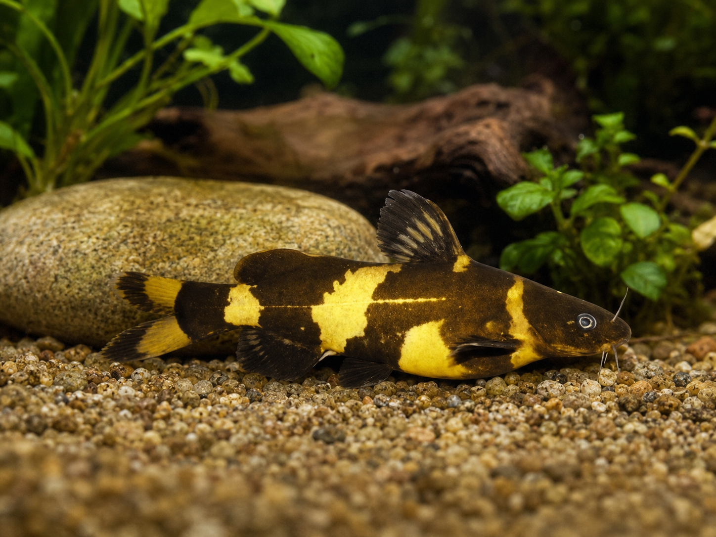 Bumble Bee Catfish Asian