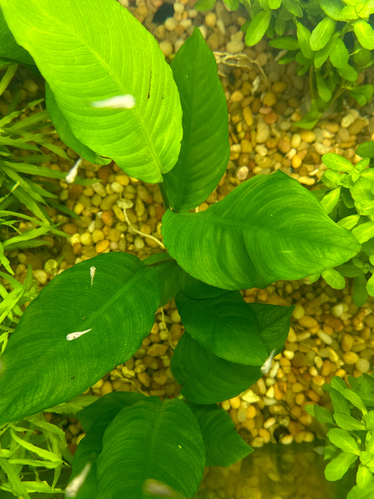 Anubias Heterophylla Plant