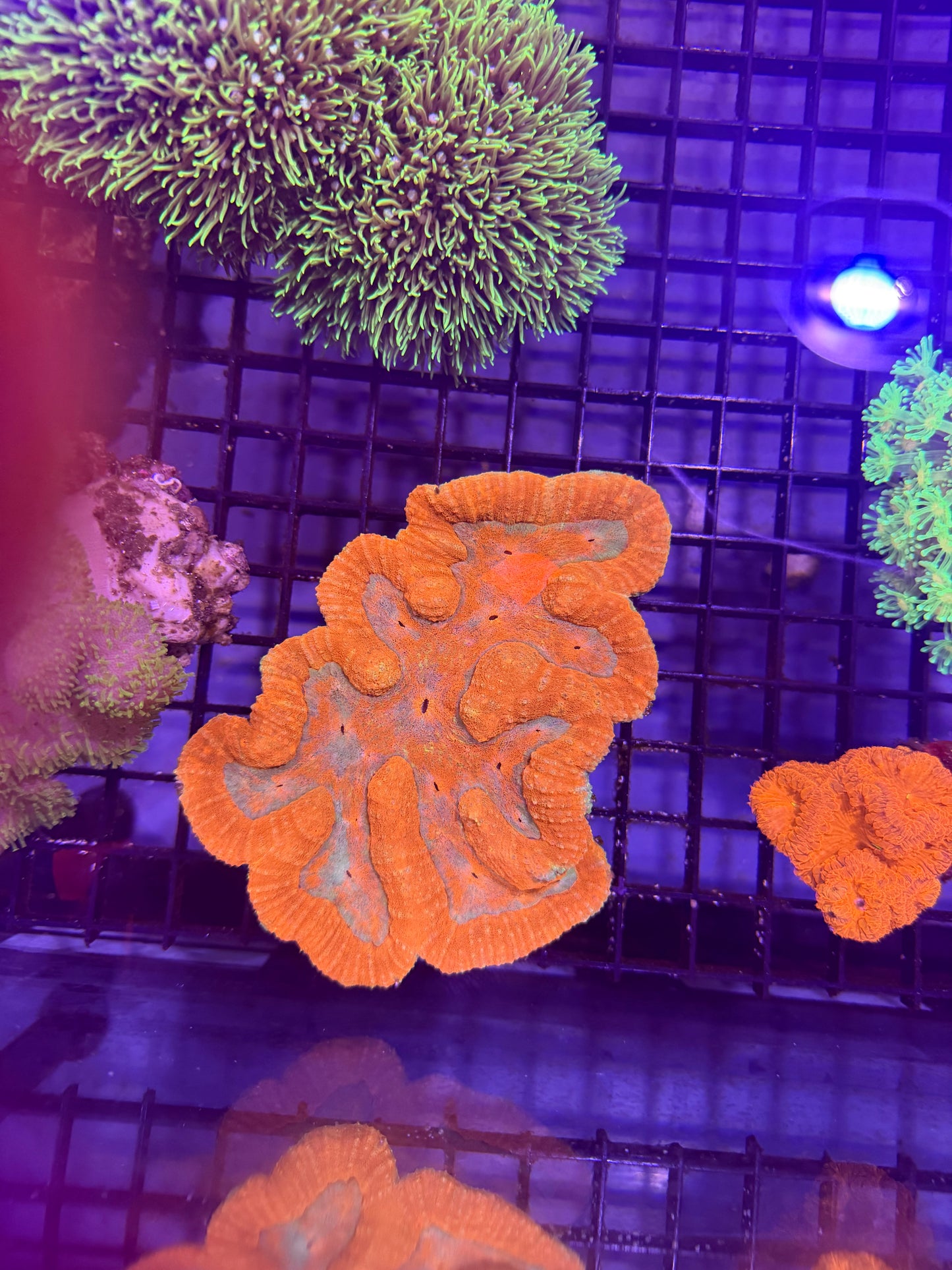 Symphyllia Coral