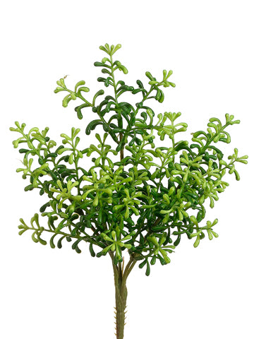 10" Sedum Bush Green Plant