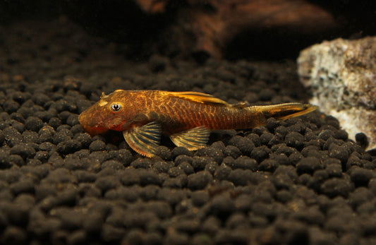 Calico Ancistrus