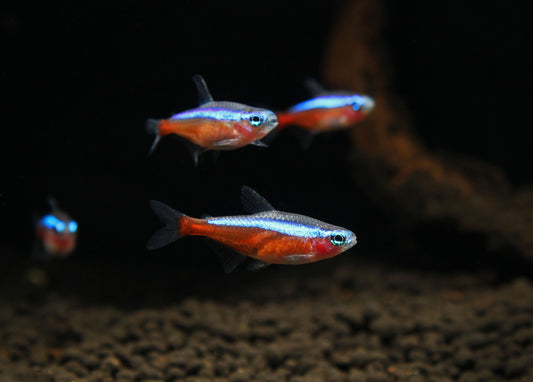 Cardinal Tetra