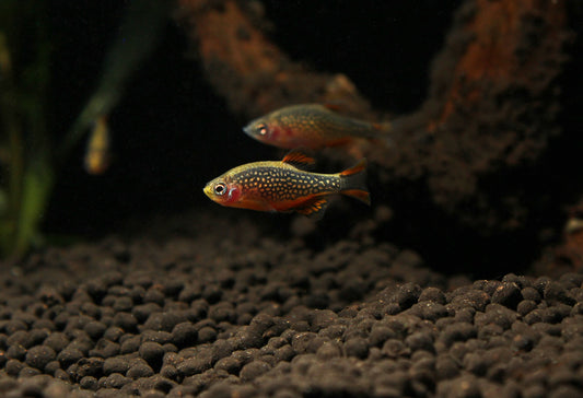 Celestial Pearl Danio