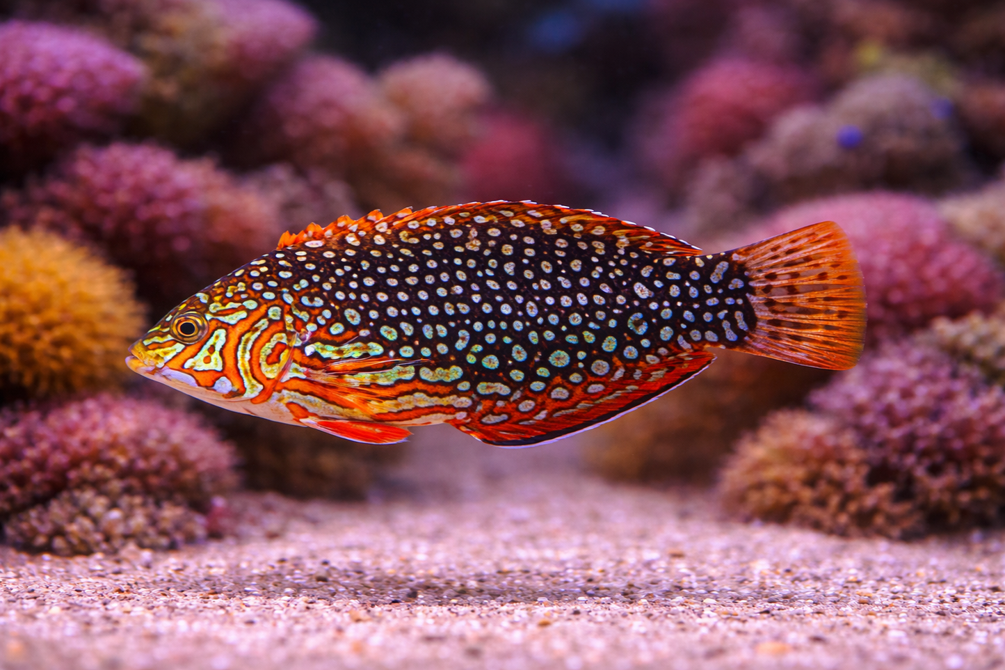 Ornate Leopard Wrasse