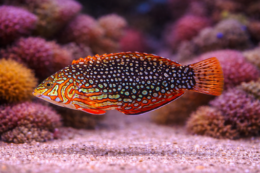 Ornate Leopard Wrasse