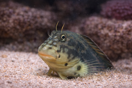 Horse Face Blenny